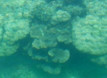 Mergui, Myanmar Diving Tour Package