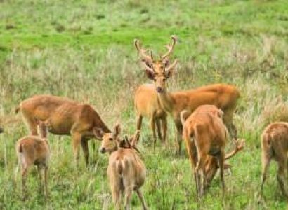 North-east Beauty Kaziranga 2n - Shillong 2n Tour