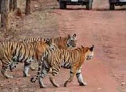 Delhi Corbett Nainital Tour