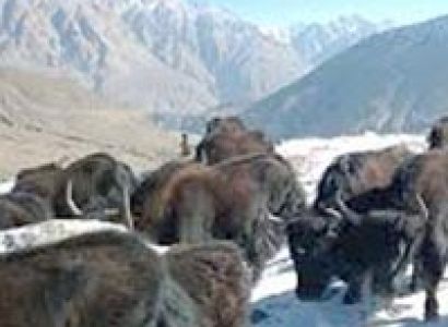 Jeep Safari to Leh with Nubra valley Tour