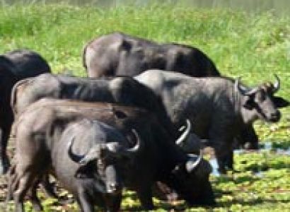 Game Drive / Rhino Walk Tour