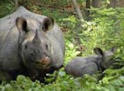 Dudhwa National Park Tour