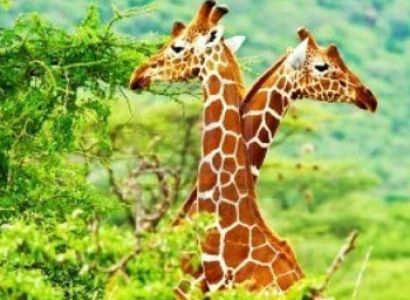 Ranthambore Short Tour