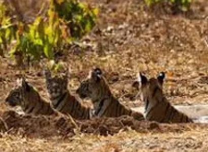 Rajaji Tiger Reserve Jungle Stay Tour