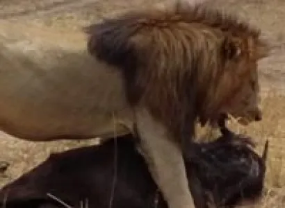 Maasai Mara Experience Tour