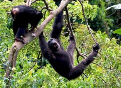 1 Day Ngamba Island Tour Package