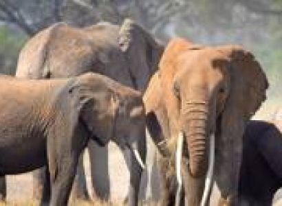 Best Of Kenya And Tanzania 16 Days Tour