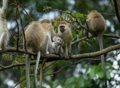 Gorillas And The Golden Monkeys 3N - 4D Tour