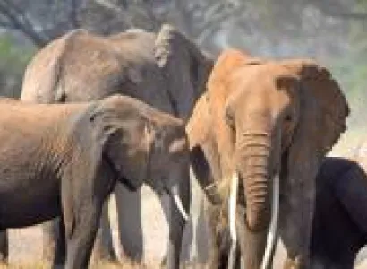 Combo Adventure Safaris 16 Days - 15 Nights Tour