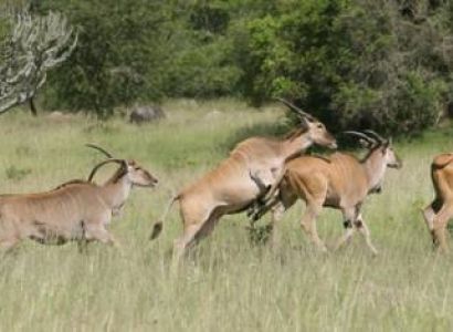 Serengeti - Ngorongoro 3 Night - 4 Days Tour