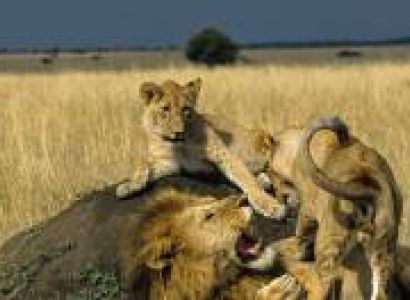 5D Sweetwaters - Nakuru - Mara Tour