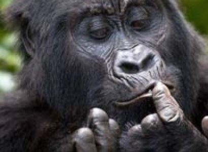 3 Day Uganda Gorilla trekking tour