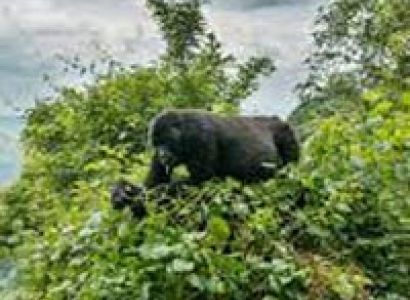 5 Days Bwindi Gorilla Tracking-Batwa (Pygmies) Community-Lake Mutanda-Kisoro Tour