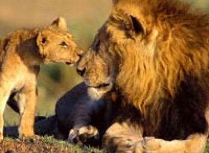 Wildlife Safari in Gujarat Tour
