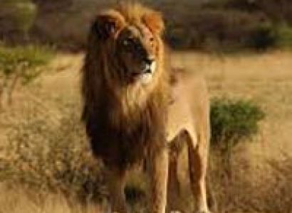 Wildlife and Heritage Tour of Gujarat