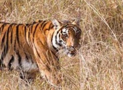 Golden Triangle Tour With Central India