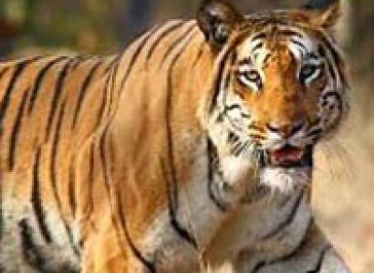 Temples and Tiger Tours