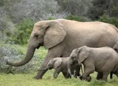 South Africa Wildlife Tour Package from India