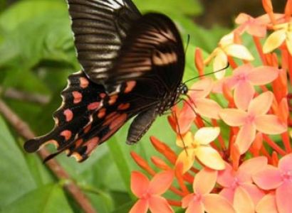 Flying Beauties of Kerala (Butterflies) Tour