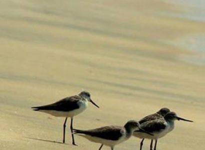 Beach & Backwater of Kerala Tour