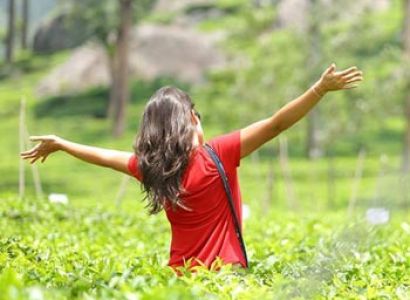 Panoramic View of Tea Gardens Tour