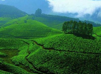 Spice & Plantation of Kerala Tour