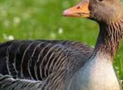 Short Escape to Bandhavgarh Duration: 3 Days / 2 Nights Tour