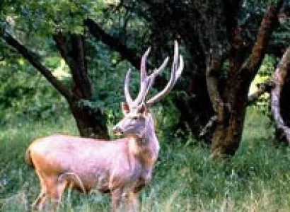 Adventurous Sariska Tour Package | 3 Days & 2 Nights