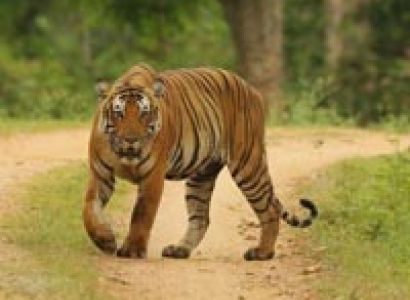 Delightful Coorg with Kabini Tour