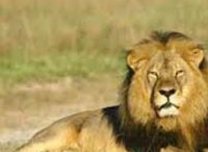 Short Escape to Gir Tour