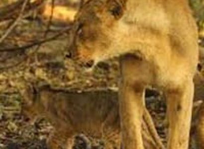 Wildlife and Heritage of Gujarat Tour