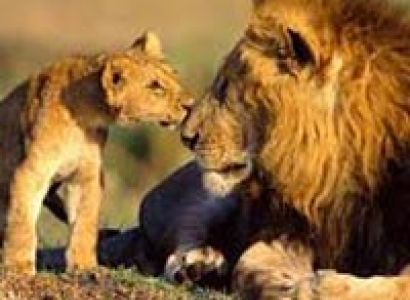 Wildlife Safari in Gujarat Tour