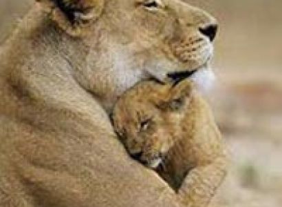 Gir Wildlife Tour Package