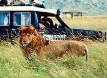 Gujrat Lion Safari Tour