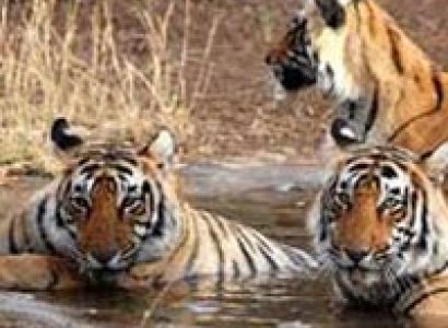Short Escape to Sundarbans Tour