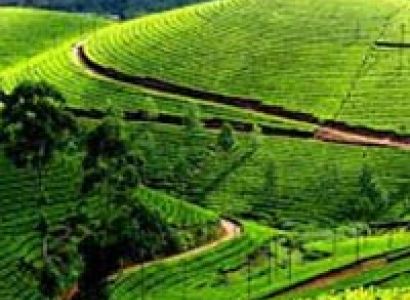 Short Tour of Wayanad