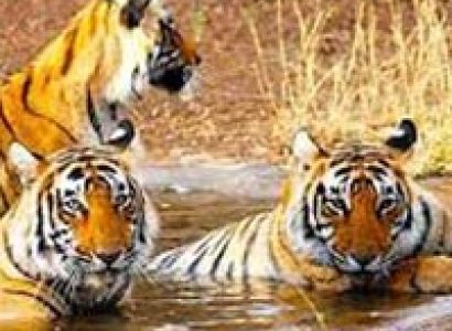 Jaipur-Ranthambore Weekend Tour