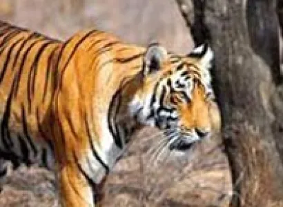 Ranthambore Weekend Package