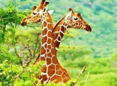 Golden Triangle With Ranthambore Park Tour