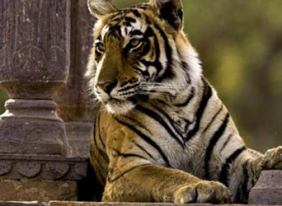 Taj Mahal And Ranthambore National Park Tour Image