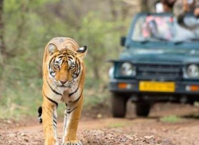 Ranthambore National Park Special Tour Image