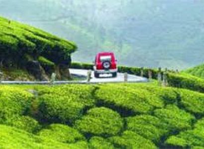 Assam Tea Tasting Tour Package