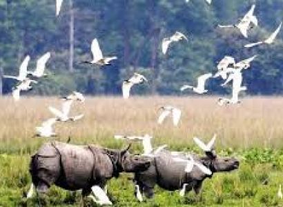 Nameri Eco Camp Tour Package