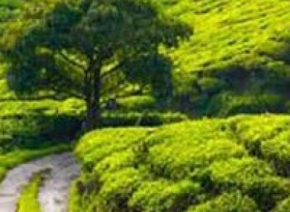 Beautiful Darjeeling Tour