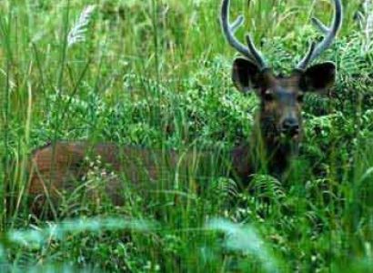 Mesmerising Pachmarhi Tour