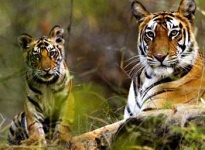 Short Escape to Bandhavgarh Tour