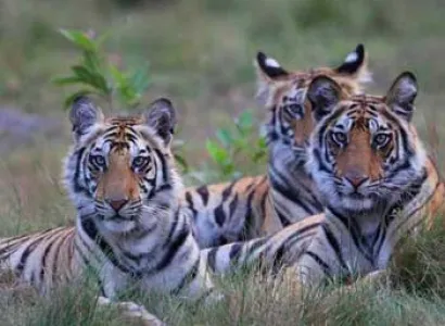 Short Escape to Pench Tour