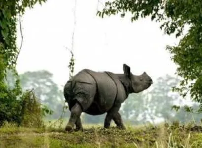 Short Escape to Kaziranga - Guwahati - Kaziranga National park Image