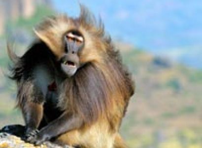 The Semien Mountain Trek