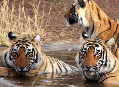 Nainital Tour Package with Corbett